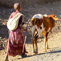 Ethiopian Child Walking with Cow